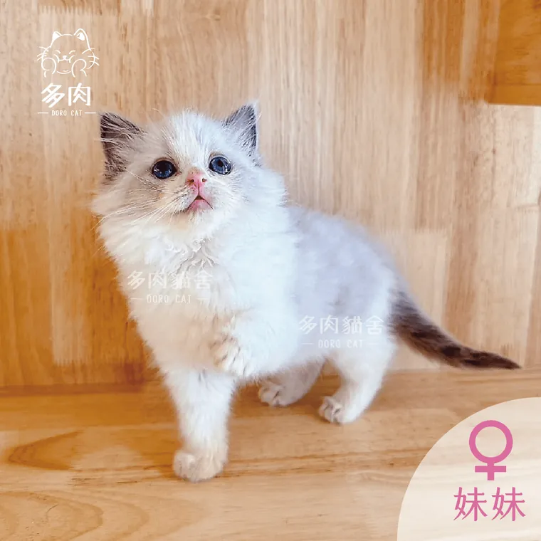 多肉貓舍的藍雙色布偶貓妹妹