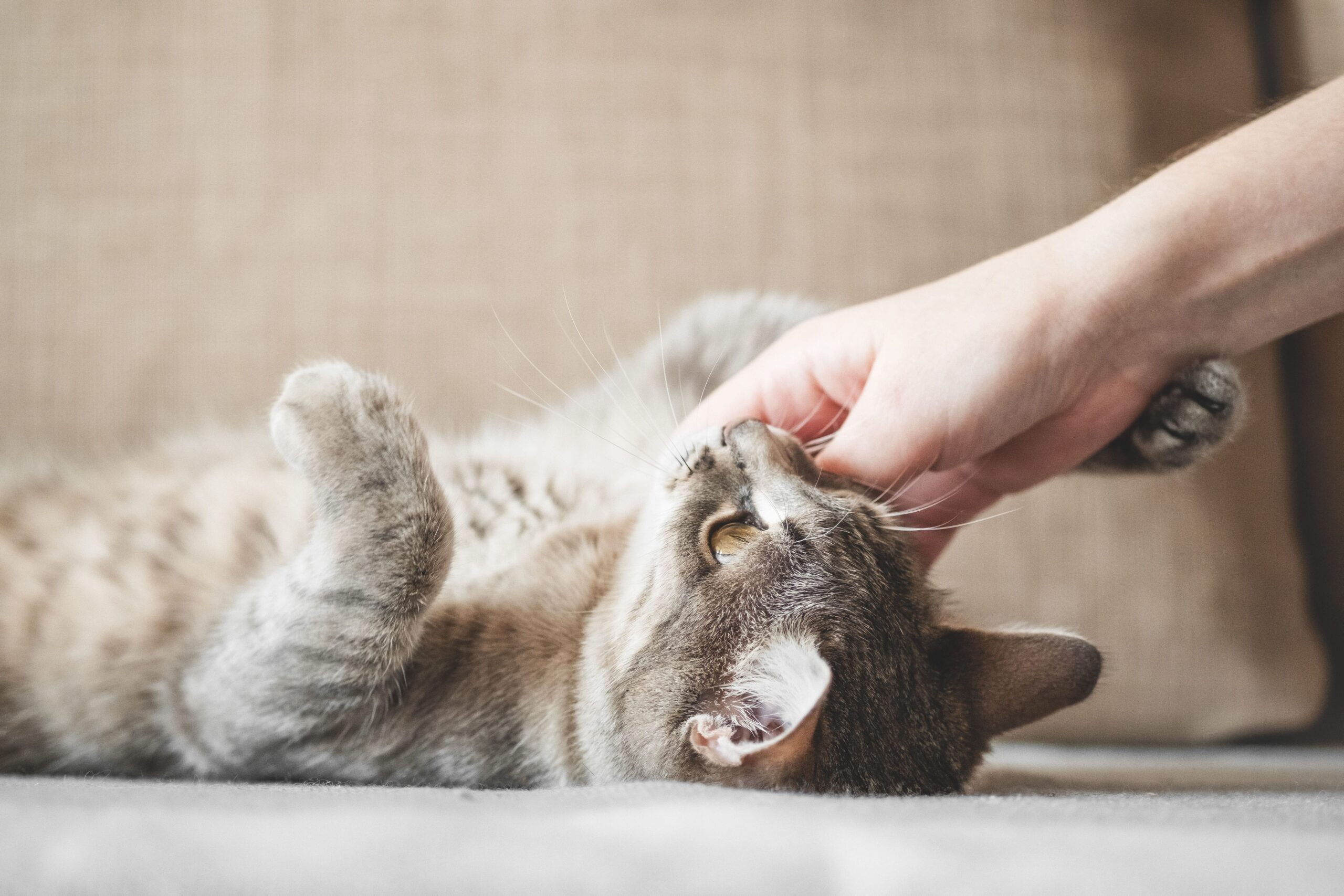 cute-gray-cat-playing-with-human-hand-while-lying-sofa-pet-people-4