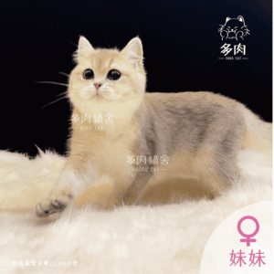 多肉官網-美短曼赤肯