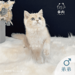 多肉官網-英國短毛-04 3